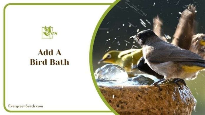 Add a Bird Bath