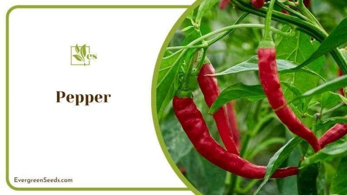 Adding eggshells to your pepper plants