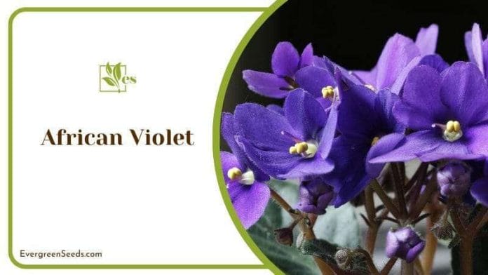 African Violet Low-growing Compact Plant