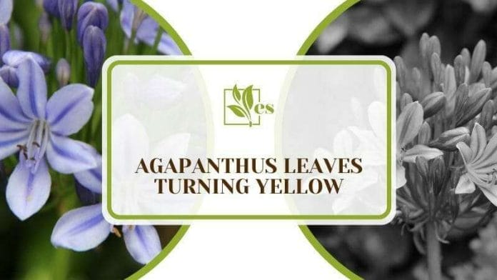 Agapanthus leaves