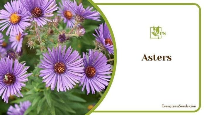 Asters are flowering perennials 
