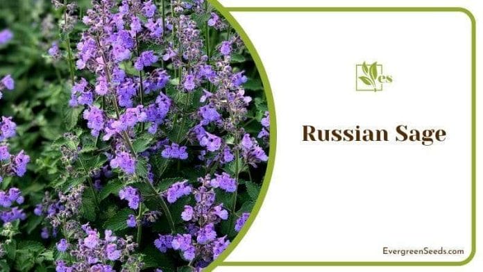 Beautiful Flowers of Russian Sage Plants