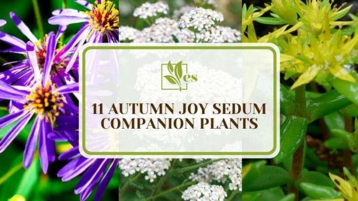 Best Options of Autumn Joy Sedum Companion Plants