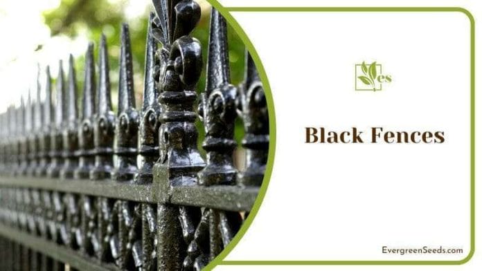 Black Iron Fences