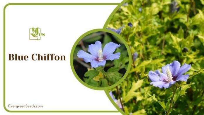 Blooming Blue Chiffon