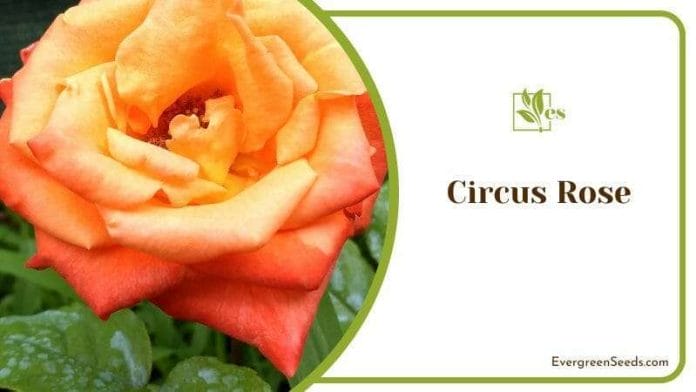 Blooming Circus Rose in Garden