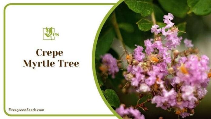 Blooming Crepe Myrtle Tree