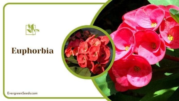 Blooming Euphorbia Flower