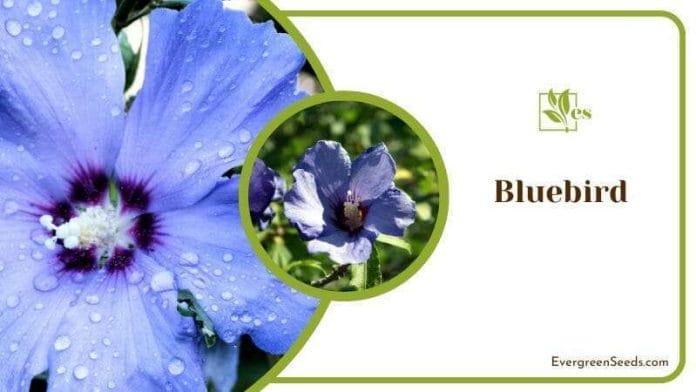 Bluebird Flower with Water Drops
