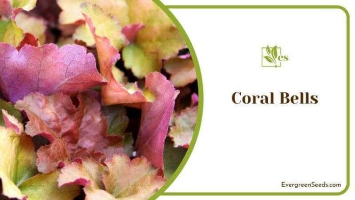 Botanical Coral Bells Plants
