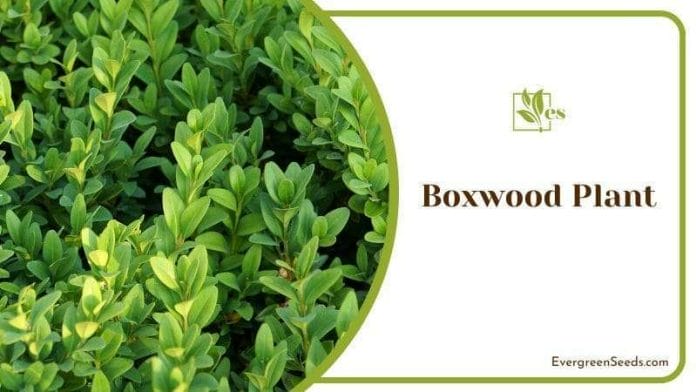 Boxwood Plant slow-growing plants