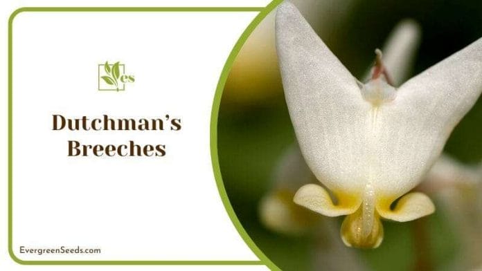 Close View of Dutchman Breeches Flower