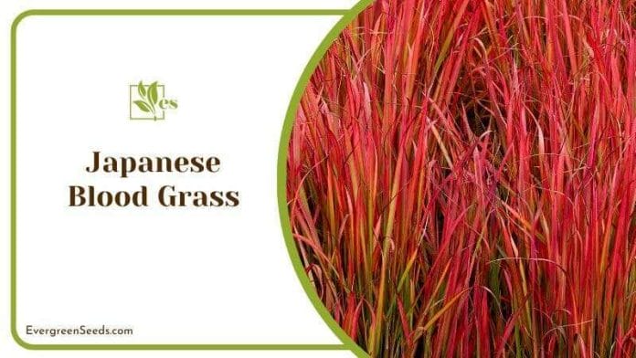 Closeup of Japanese Blood Grass