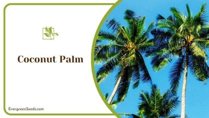 Coconut Palm Trees on a Beach