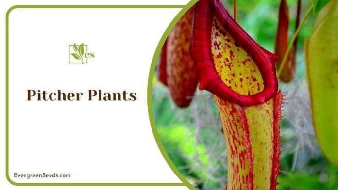 Colorful Pitcher Plants Hanging in Air