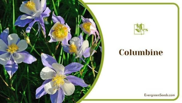 Columbine companion plants for the liriope