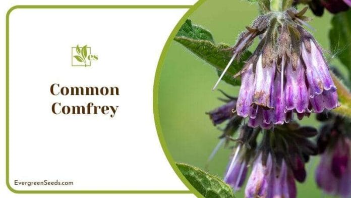 Common Comfrey Growing Stages