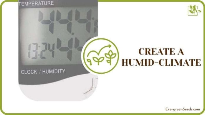 Create a Humid Micro Climate