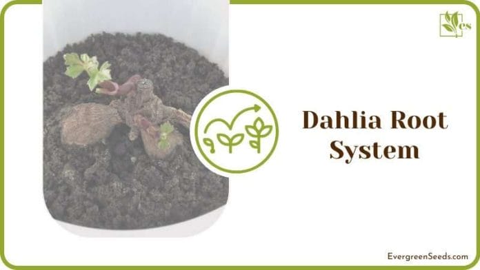 Dahlia root system