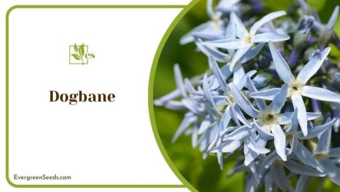 Dogbane Special Features
