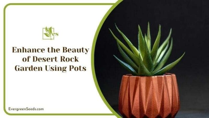 Enhance the Beauty of Desert Rock Garden Using Pots