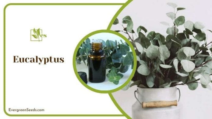 Eucalyptus oils for roach repellents