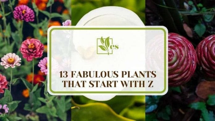 Fabulous Plants that Start with Z