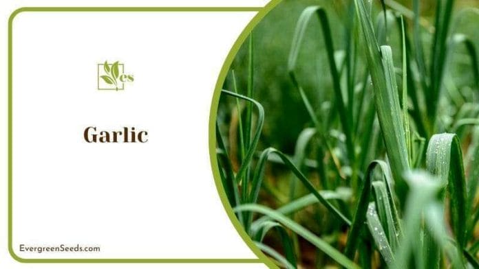 Farming Garlic Plants