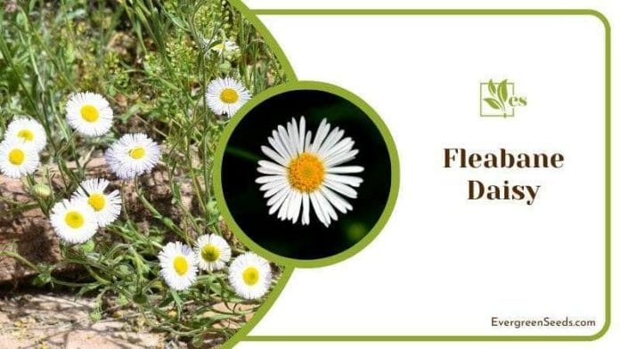 Fleabane Daisy Plants in the Yard