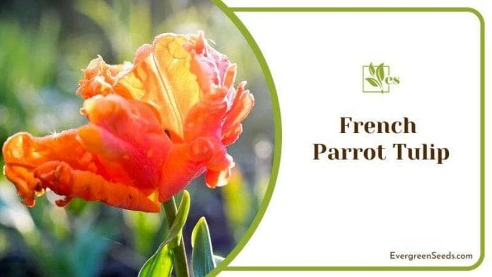 French Parrot Tulip in Sunlight