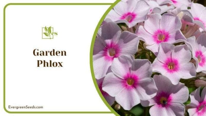 Garden Phlox Arrangements
