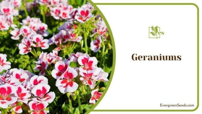 Geraniums requiring low maintenance