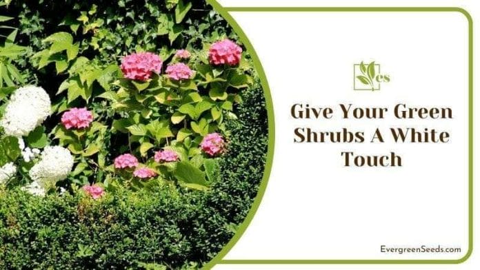Give Your Green Shrubs A White Touch