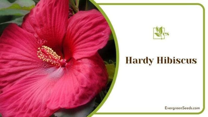 Hardy Hibiscus producing colorful flowers