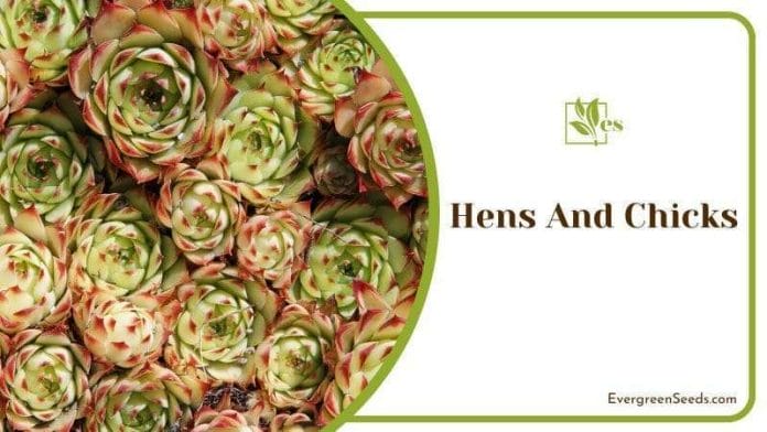 Hens And Chicks