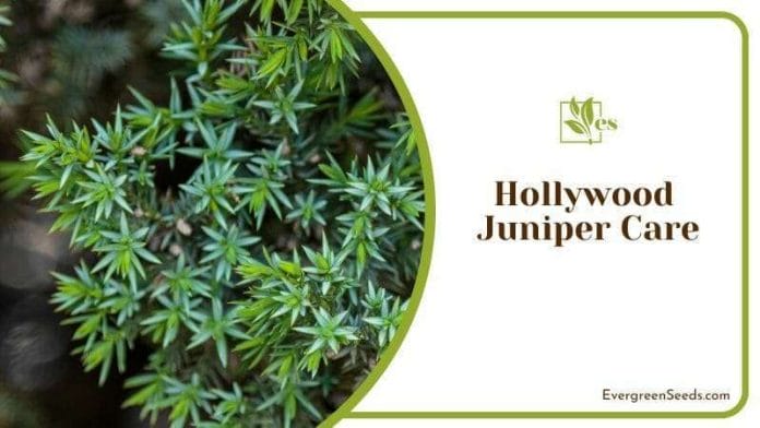 Hollywood Juniper Plant Care