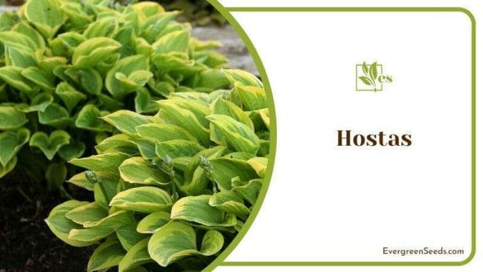 Hostas plant loves shade