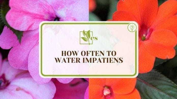 How Often To Water Impatiens