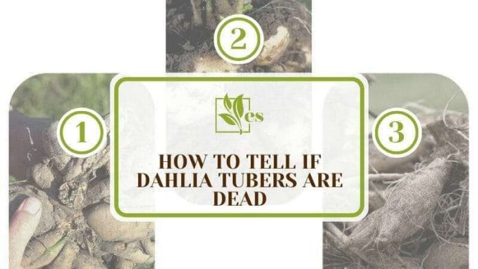 How To Tell if Dahlia Tubers Are Dead