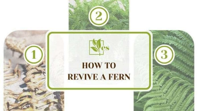 How to Revive a Fern
