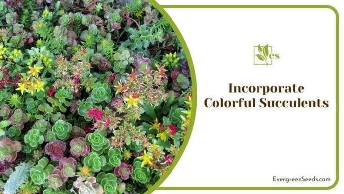 Incorporate Colorful Succulents