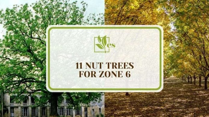 Incredible Nut Trees for Zone 6
