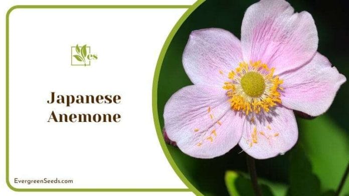 Japanese Anemone in Sun