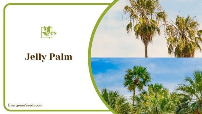 Jelly Palm Tree on Beach