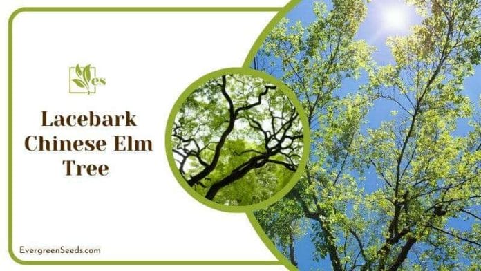 Lacebark Chinese Elm Tree 