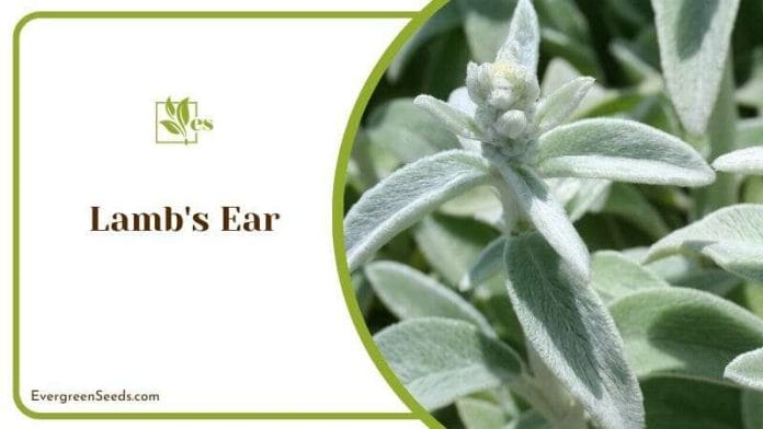 Lamb_s Ear Special Features
