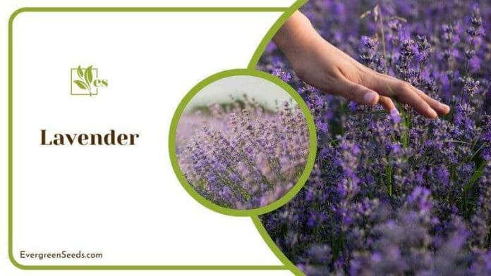 Lavender easy to grow