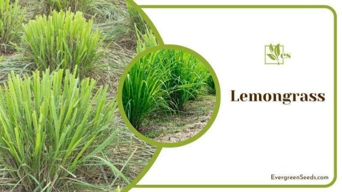 Lemongrass known as citronella grass