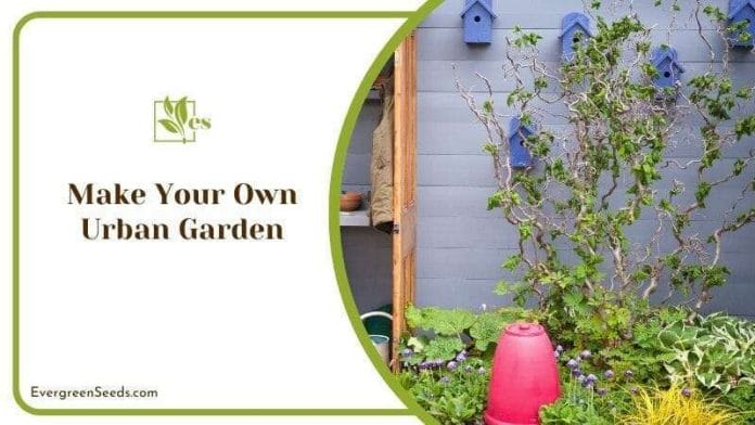 Make Your Own Urban Garden