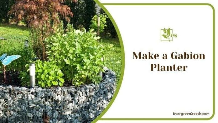 Make a Gabion Planter